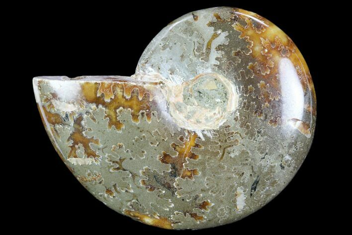 Polished, Agatized Ammonite (Cleoniceras) - Madagascar #119114